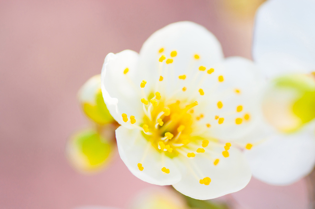 梅の花