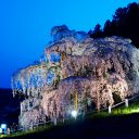 三春滝桜