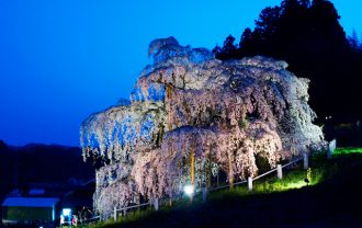 三春滝桜