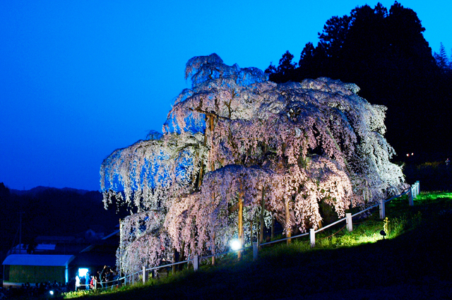 三春滝桜